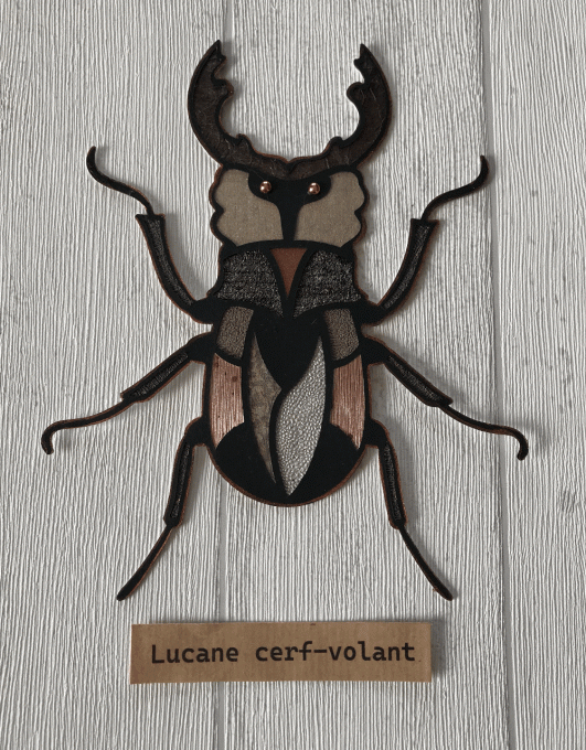 Atelier cabinet de Curiosité - Prix de réservation
